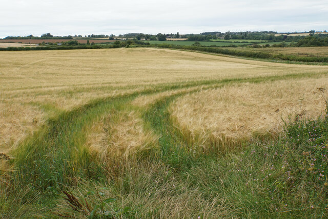 Barley field near High Lodge Farm