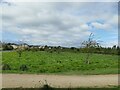 New planting by High Royds Drive