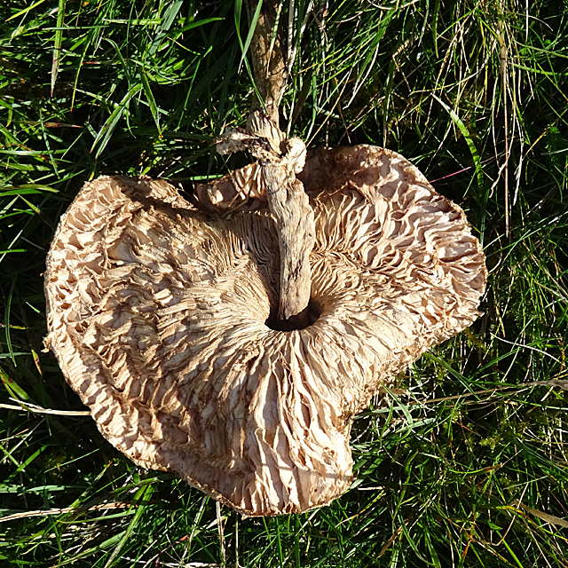 Mushroom or Toadstool?