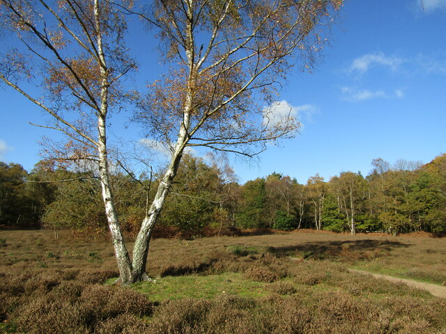 Albury Heath © Colin Smith :: Geograph Britain and Ireland