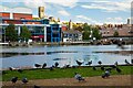 SK9771 : Pigeons (rock doves) by the Brayford Pool, Lincoln by Oliver Mills