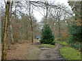 Path in Oxhey Wood