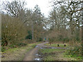 Paths in Oxhey Wood