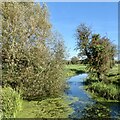 A reen near Goldcliff 