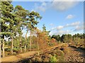 Thursley Common