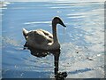 NS6273 : Juvenile swan by Richard Sutcliffe