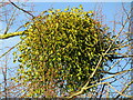 TQ0351 : Clandon Park - Mistletoe by Colin Smith