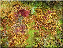 NN5000 : Multi-coloured mosses by Richard Sutcliffe