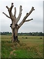 SO8745 : Dead tree at Croome by Philip Halling