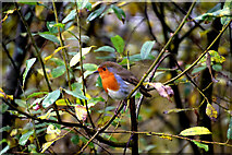 H4772 : Robin among the bushes, Cranny by Kenneth  Allen
