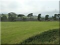 Trees along a field boundary, south-east of Longshaw