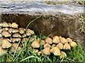 Armillaria mellea - or hymnogastraceae?