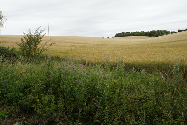 Barley field near Cobbler's Bottom