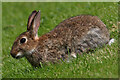 A wild rabbit (Oryctolagus cuniculus)