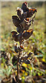 NJ3265 : Marsh Lousewort (Pedicuaris palustris) by Anne Burgess