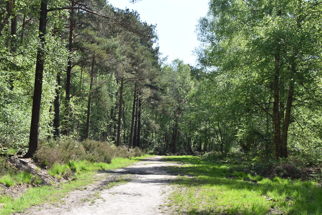 Track, Hargate Forest © N Chadwick cc-by-sa/2.0 :: Geograph Britain and ...