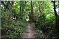 Woodland footpath