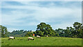 Cheshire pasture south-west of Oakgrove