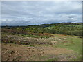 TQ4529 : Looking across the Millbrook Valley, Ashdown Forest by Marathon