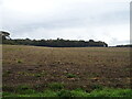 Field towards Little Heath Plantation