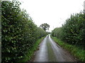 High hedgerows beside the lane towards Frog Hall Farm