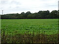 Crop field towards Woodland, Fulmodeston