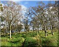 NS5234 : Silver birches in Target Wood by Alan O'Dowd