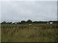 TF9624 : Free range pigs near Gateley by JThomas