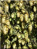 SO7251 : Hops hung on the church porch by Philip Halling