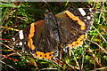 NJ4358 : Red Admiral Butterfly (Vanessa atalanta) by Anne Burgess