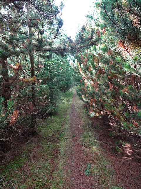 Ailing Pines