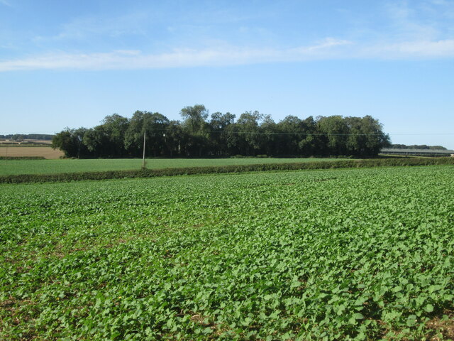 Over  fields  toward  Wold  Farm