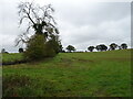 Grazing and hedgerow, May Green