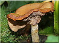Fungi in the garden