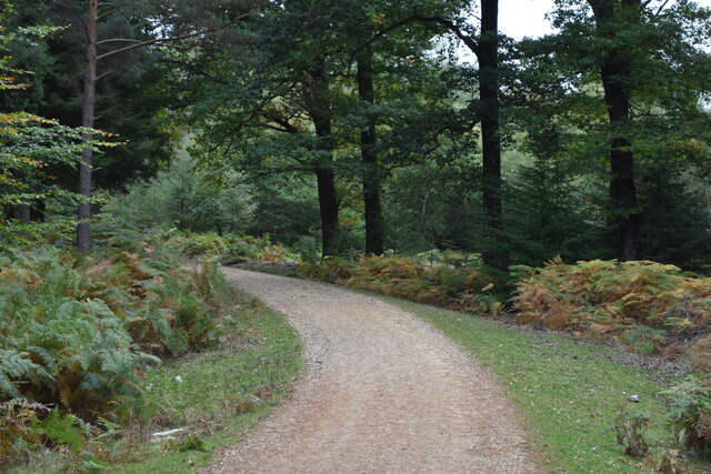Track in Highland Water Inclosure