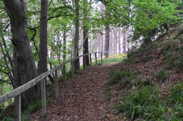 Woodland path in Muckle Dean