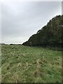 Bruntingthorpe tree line