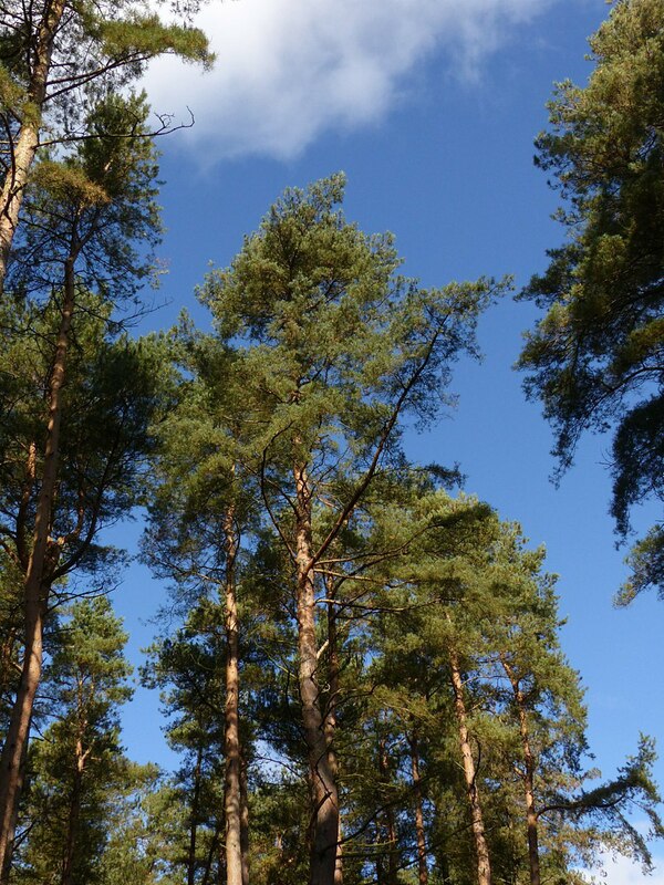 Pine canopy © Alan Murray-Rust cc-by-sa/2.0 :: Geograph Britain and Ireland