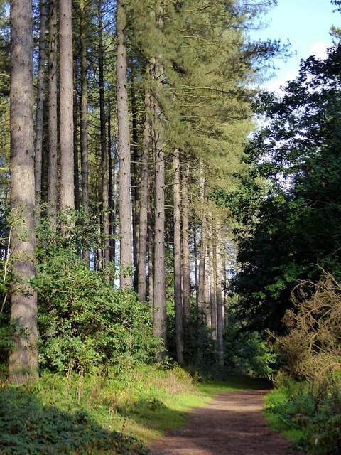 Forest ride in Blidworth Woods © Alan Murray-Rust :: Geograph Britain ...