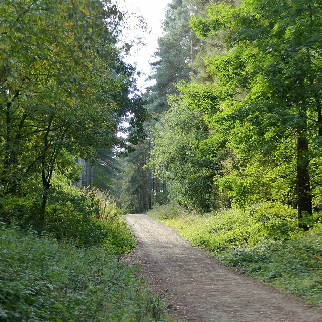 Central ride in Blidworth Woods © Alan Murray-Rust cc-by-sa/2.0 ...