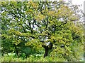 SD7311 : An oak in autumn by Philip Platt