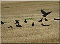 Flock of Carrion Crows