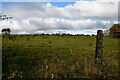 Animal feeder in field, Syonfin