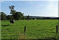 NZ0853 : Grazing cattle by Robert Graham