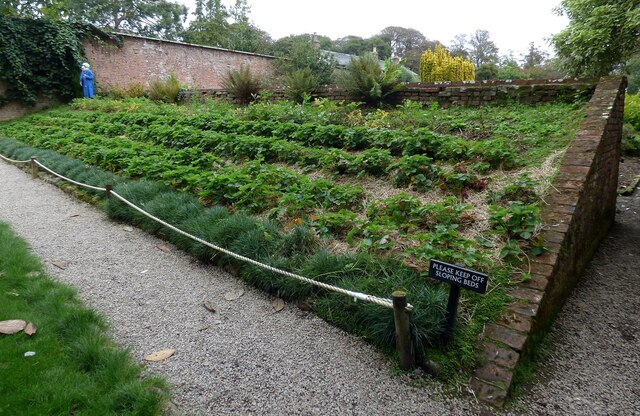 Sloping strawberry bed at Trengwainton Gardens