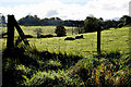 Sheep in field, Dundivin Glebe