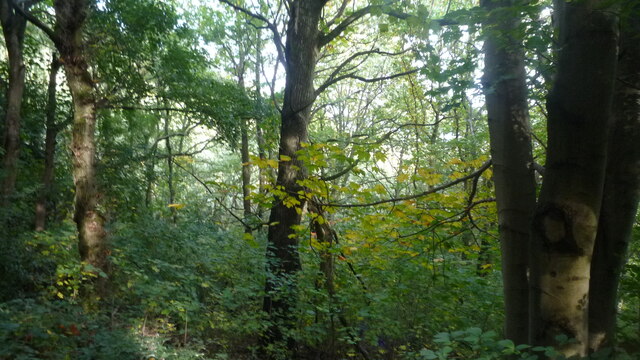 Woodland at Tinkers' Hill
