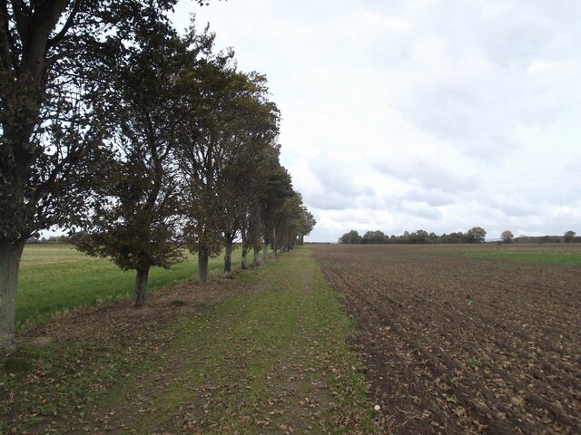 Tree-lined track near Adlingfleet