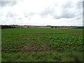 Crop field near Field House Cottages