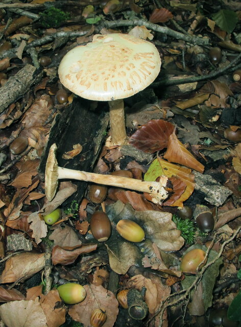 Fungus and acorns, Egypt Woods